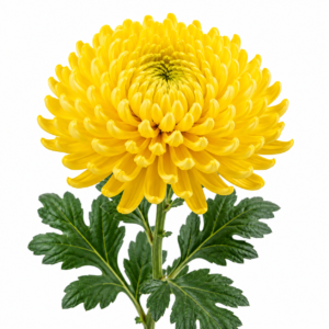 Chrysanthemum