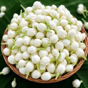 Jasmine